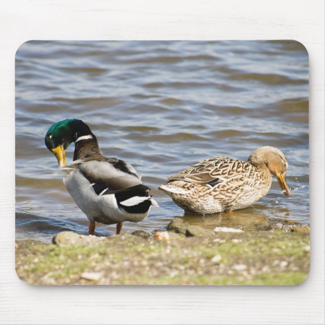 Mallard Duck Couple Mouse Pad (Front)