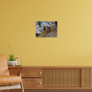 Mallard Duck Couple prend une pause Poster
