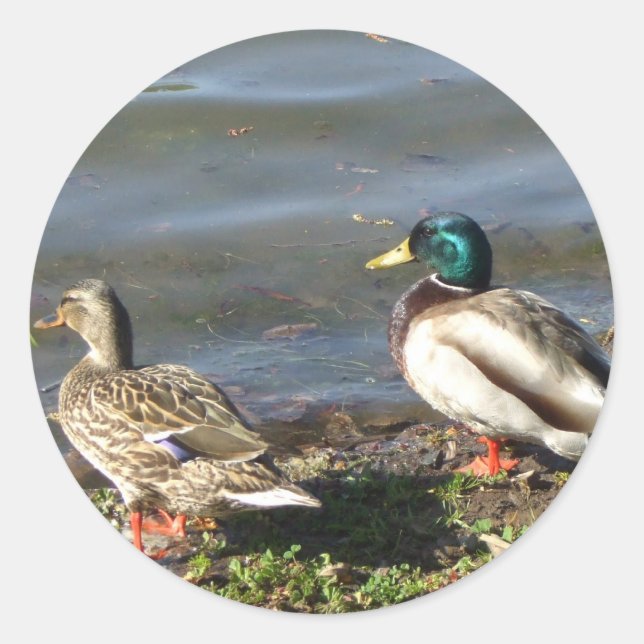 Mallard duck couple stickers (Front)