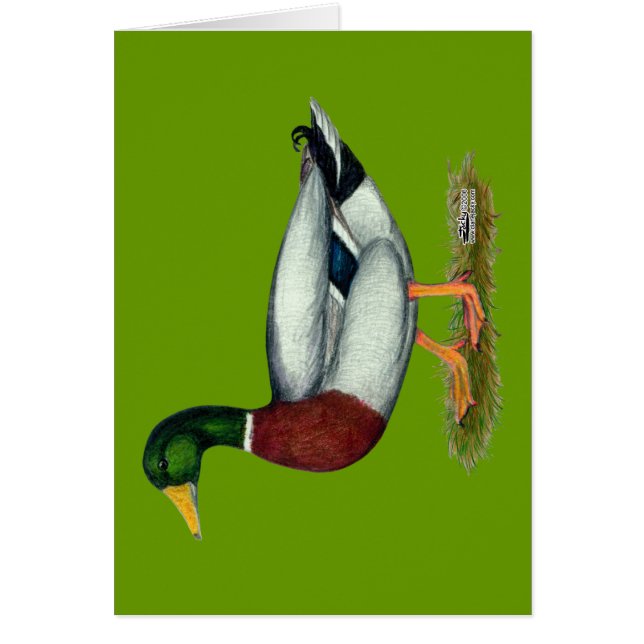 Mallard Duck Drake (Front)