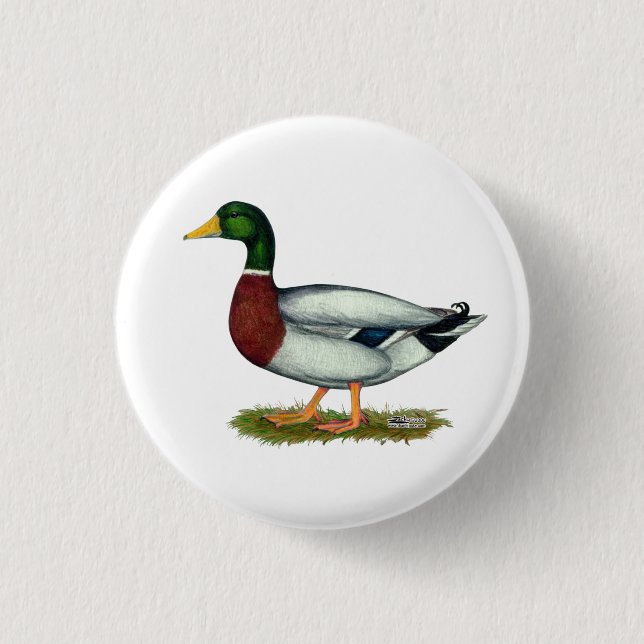 Mallard Duck Drake 1 Inch Round Button (Front)