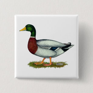 Mallard Duck Drake 2 Inch Square Button