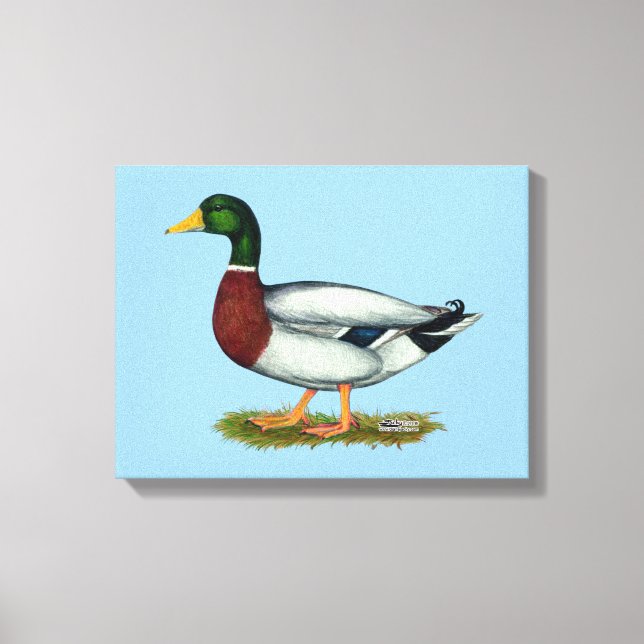 Mallard Duck Drake Canvas Print (Front)