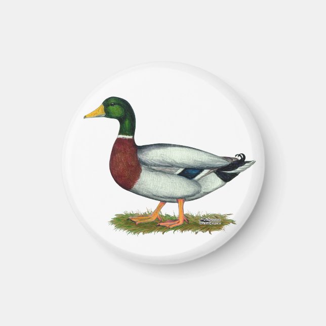 Mallard Duck Drake Magnet (Front)