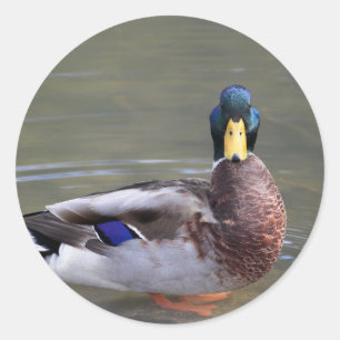 Mallard Duck Drake Water Photo Classic Round Sticker