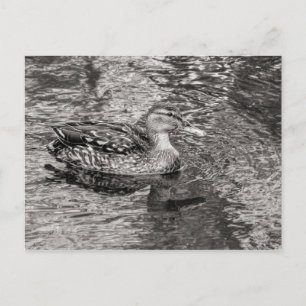 Mallard Duck (female) Warm Tone Black and White Postcard
