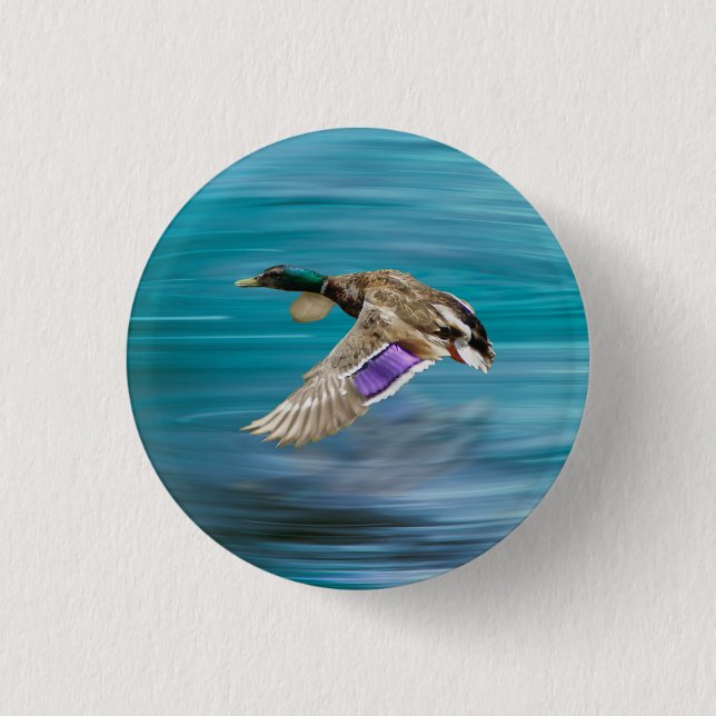 Mallard duck flying 1 inch round button (Front)
