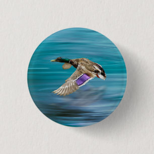 Mallard duck flying 1 inch round button