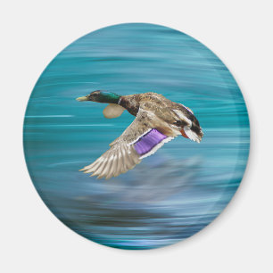 Mallard duck flying magnet