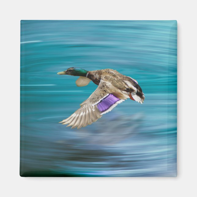 Mallard duck flying magnet (Front)