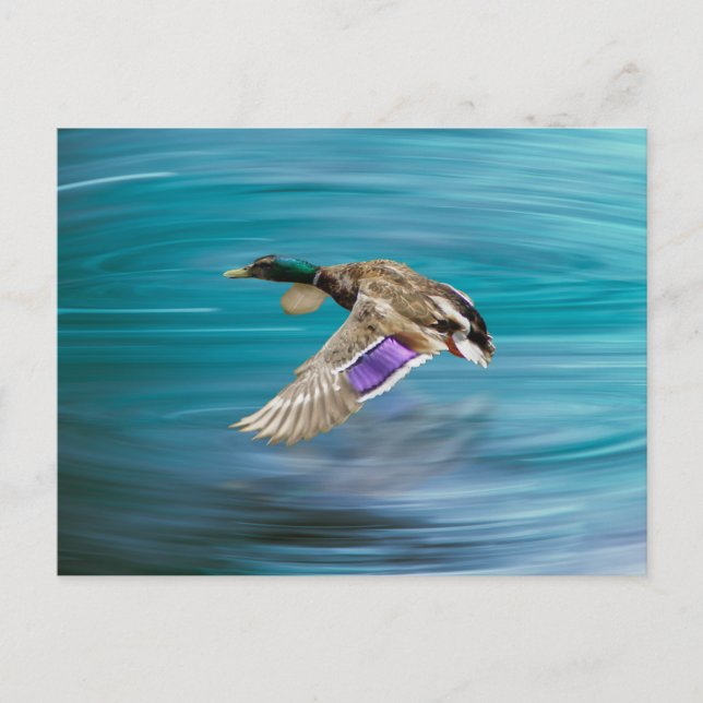Mallard duck flying postcard (Front)