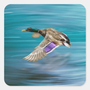 Mallard duck flying square sticker