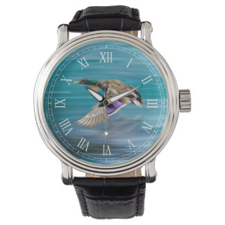 Mallard duck flying watch