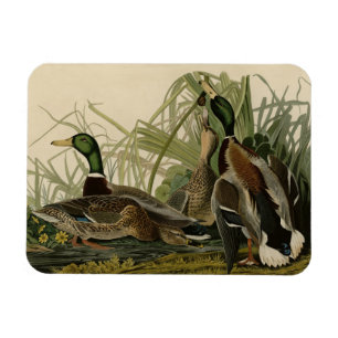 Mallard Duck from Audubon's Birds of America Magnet