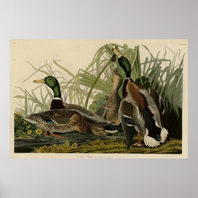 Mallard Duck from Audubon's Birds of America Poster (Front)