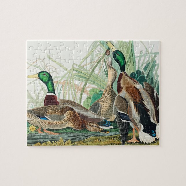 Mallard Duck from Birds of America (Audubon) Jigsaw Puzzle (Horizontal)