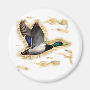 Mallard Duck Hunting Magnet