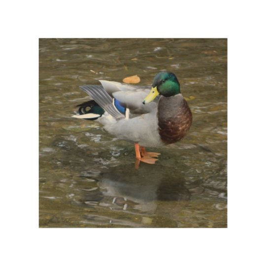 Mallard Duck in Creek Wood Wall Art