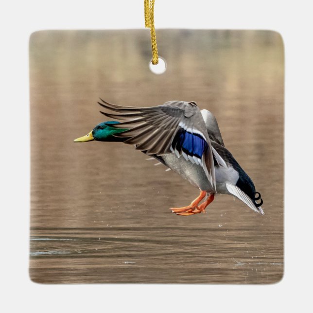 Mallard Duck in flight Ceramic Ornament (Front)