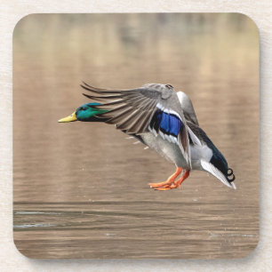 Mallard Duck in flight Coaster