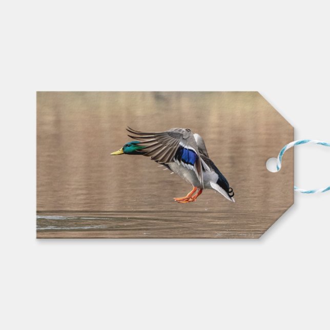 Mallard Duck in flight Gift Tags (Front (Horizontal))