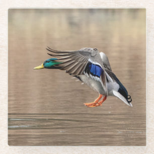 Mallard Duck in flight Glass Coaster