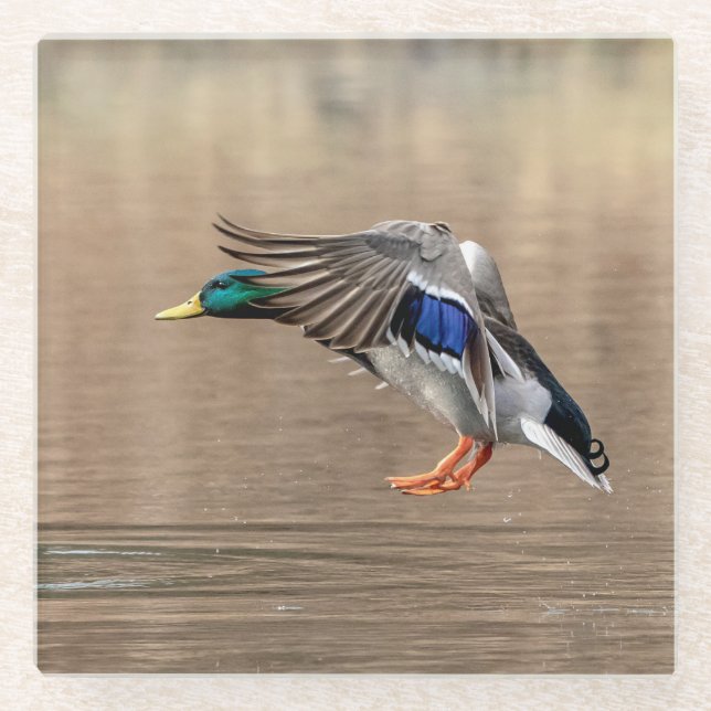 Mallard Duck in flight Glass Coaster (Front)