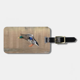 Mallard Duck in flight Luggage Tag