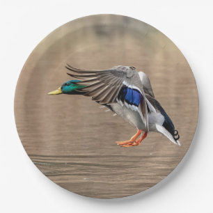 Mallard Duck in flight Paper Plate