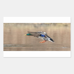 Mallard Duck in flight Sticker