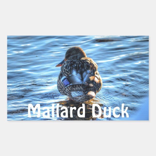 Mallard Duck in Winter River - Wildlife Photo Sticker (Front)