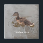 Mallard Duck Magnet<br><div class="desc">This picture was taken on a canal Path walk. The duckling was posing for the camera.</div>