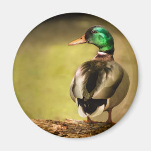 Mallard Duck Magnet