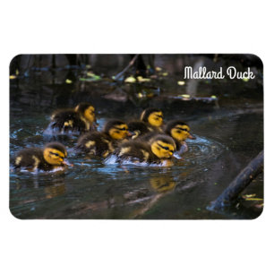 Mallard Duck Magnet