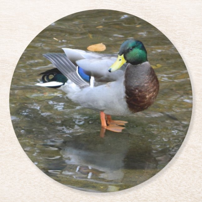 Mallard Duck (Male)Paper Coaster (Front)