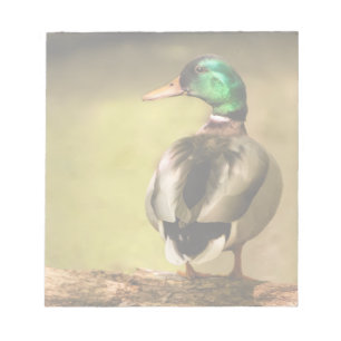 Mallard Duck Notepad