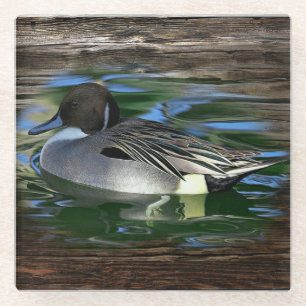 Mallard Duck On Lake Glass Coaster