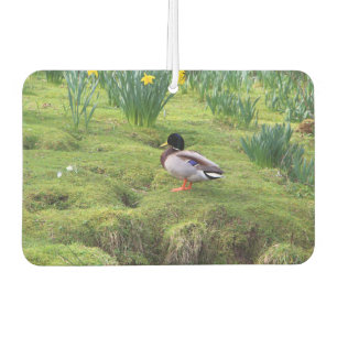Mallard duck on the bank of a river air freshener