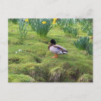 Mallard duck on the bank of a river