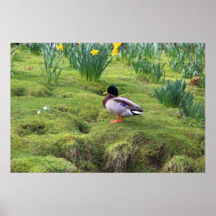 Mallard duck on the bank of a river poster