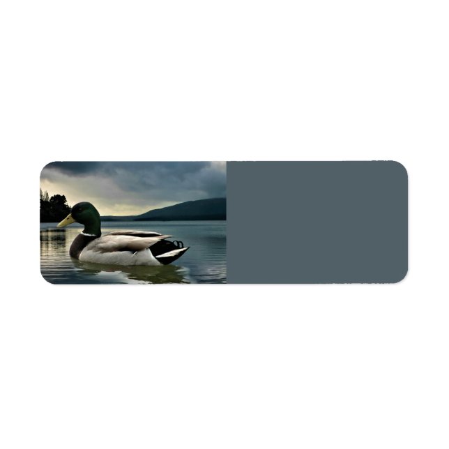 Mallard Duck On The Lake (Front)