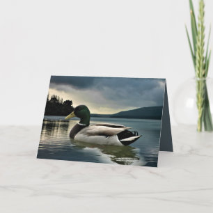 Mallard Duck On The Lake Card