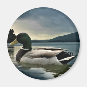 Mallard Duck On The Lake Magnet