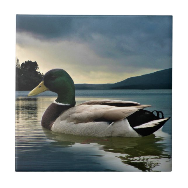 Mallard Duck On The Lake Tile (Front)