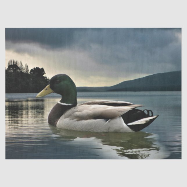 Mallard Duck On The Lake Tissue Paper (Front)