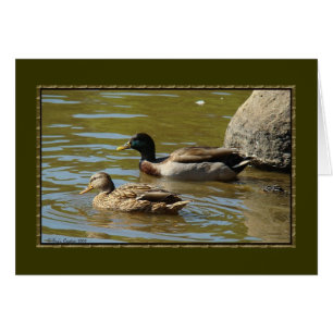 Mallard Duck Pair