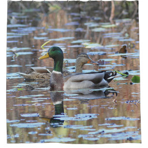Mallard duck pair