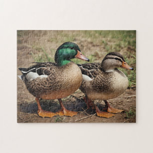 Mallard Duck Pair Jigsaw Puzzle