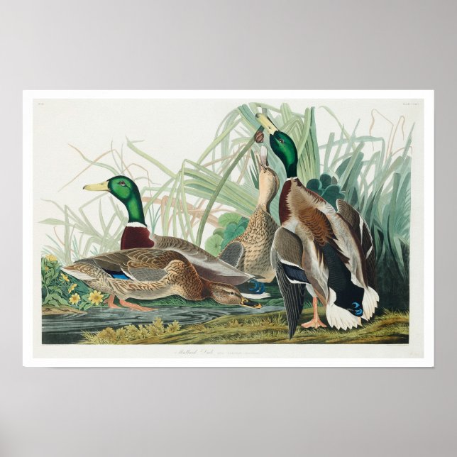 Mallard Duck par Audubon Poster (Devant)