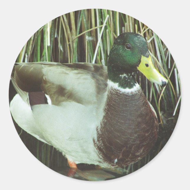 Mallard Duck Photo Animal Lover Nature Birds Classic Round Sticker (Front)